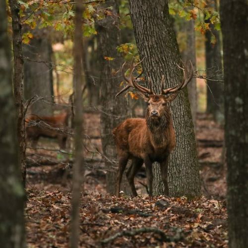 Scope It Out: Best Hunting Optics for Red Stag