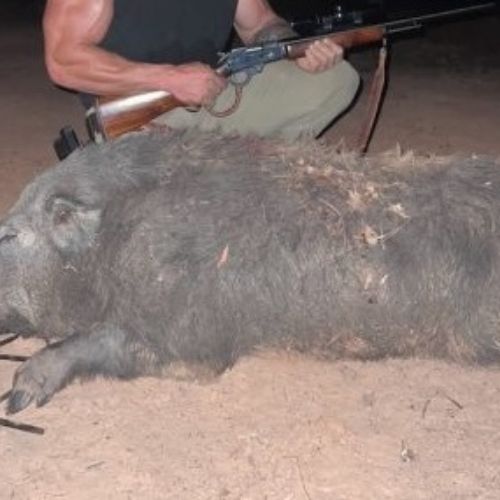 Scope It Out: Best Hunting Optics for Hog Hunting